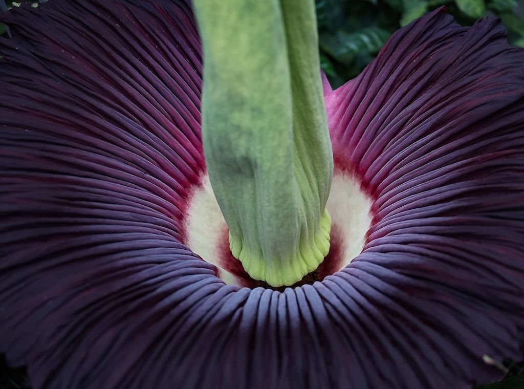 Diese Riesenblume blüht im Botanischen Garten nur für drei Tage