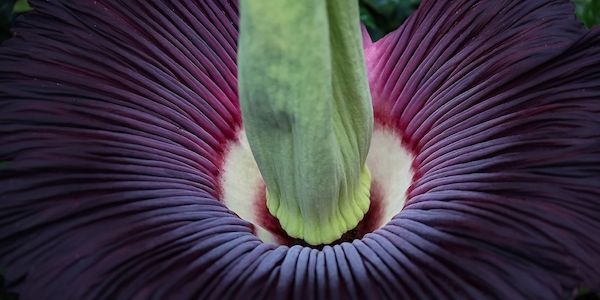 Diese Riesenblume blüht im Botanischen Garten nur für drei Tage