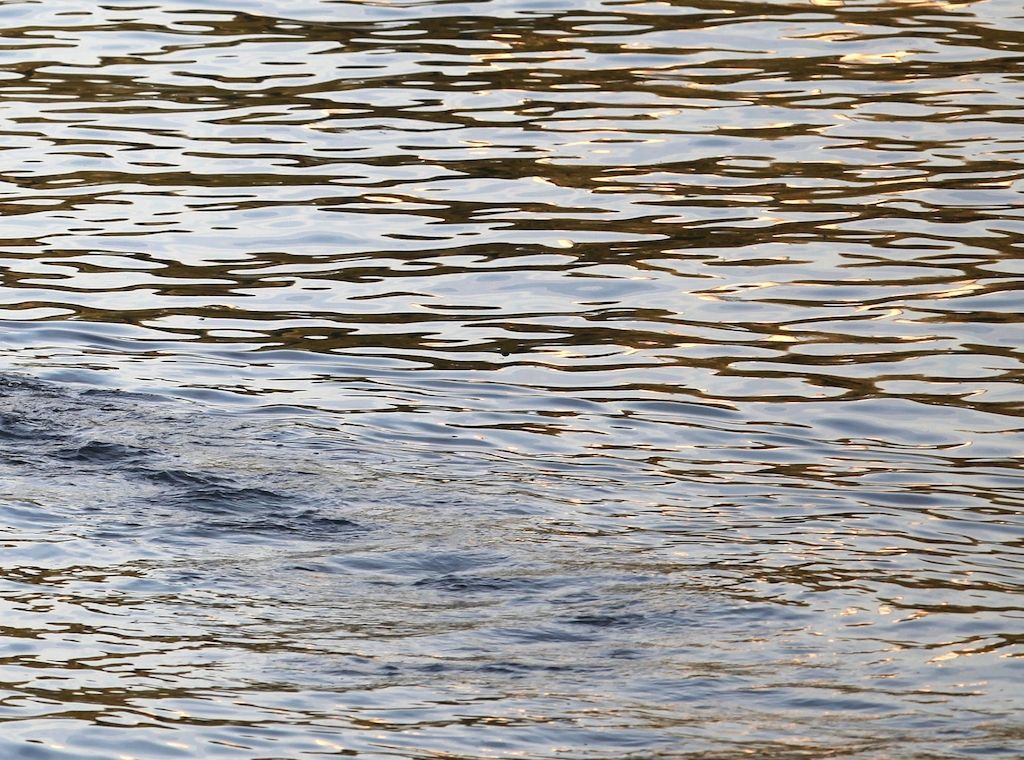 Köln verbietet Wasserentnahme aus Bächen wegen Trockenheit