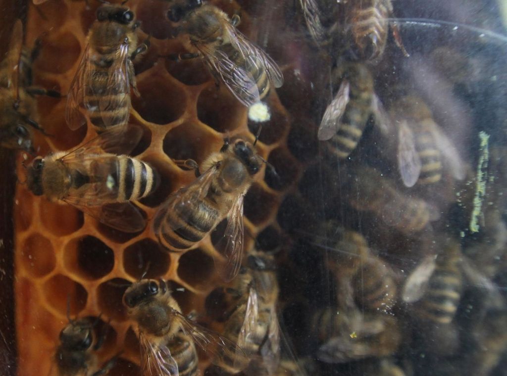 Landgericht Köln untersagt Haltung von Hähnen und Bienen in Wohngebiet