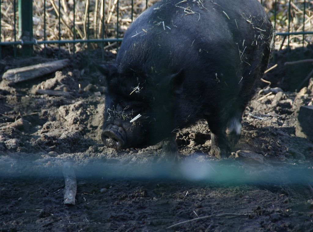 Zahl der schweinehaltenden Betriebe geht weiter zurück