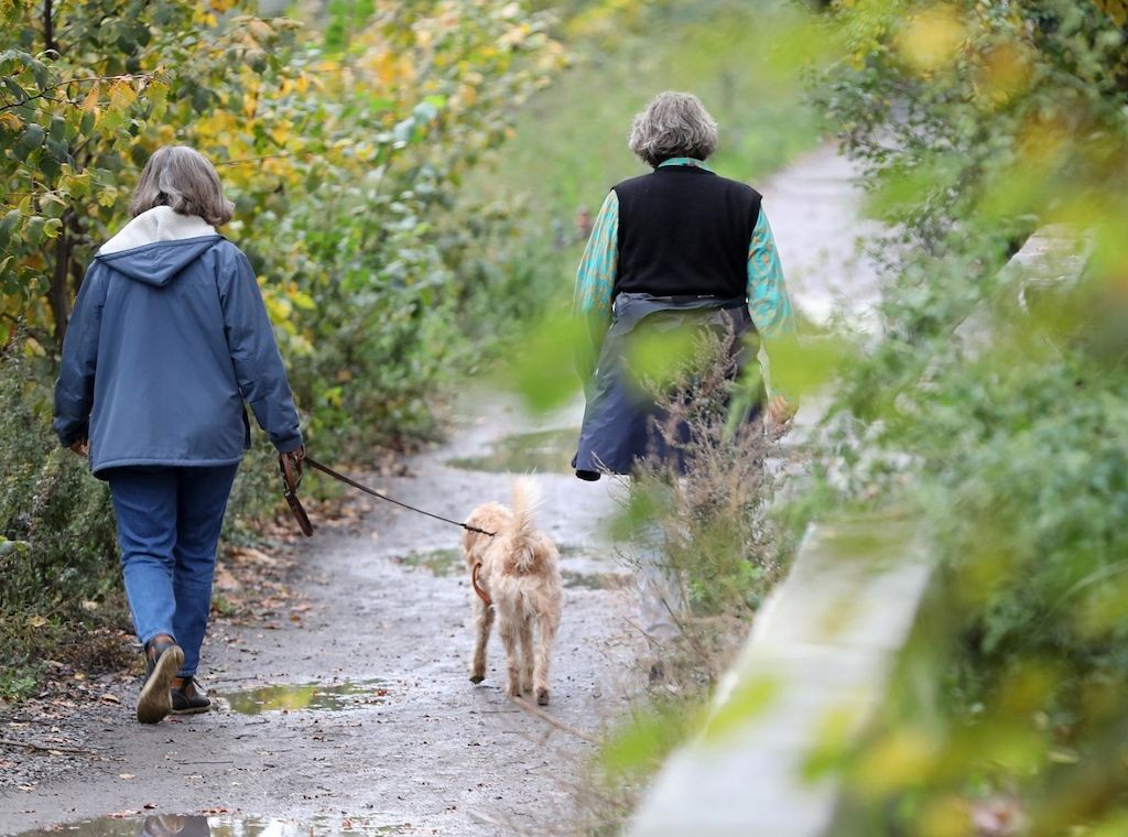 Hamburg plant Steuerbefreiung für Tierheimhunde