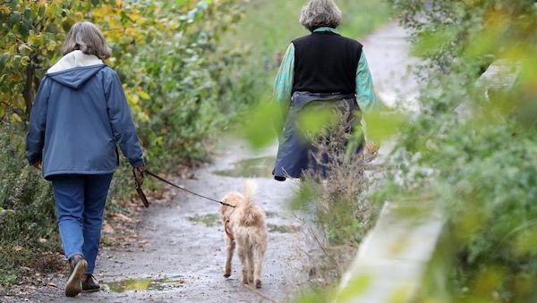 Hamburg plant Steuerbefreiung für Tierheimhunde