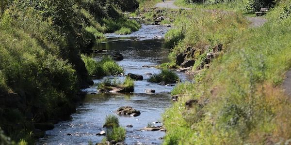 Studie: Biber schaffen Lebensräume und steigern Artenvielfalt
