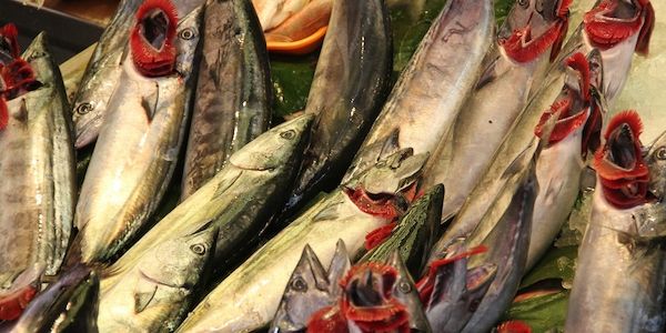 Fischerzeugung in Aquakulturbetrieben leicht gesunken
