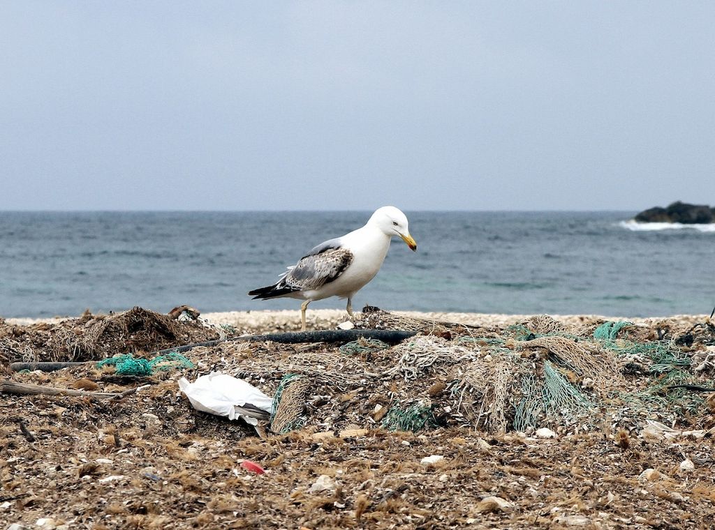 Studie: Mikroplastik gefährdet Korallen im Mittelmeer