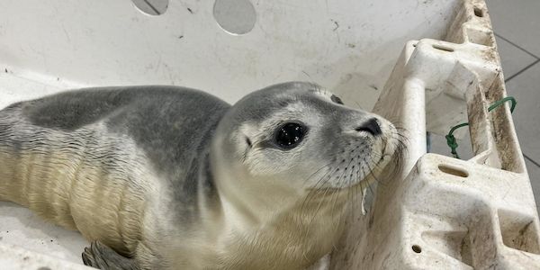 Feuerwehr rettet jungen Seehund in Bremerhaven