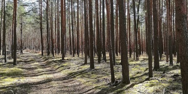 Zustand der Wälder weiter besorgniserregend