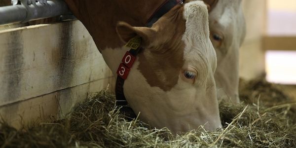 Frankfurter Gericht weist Schadensersatzklage nach Rinderschlachtung ab