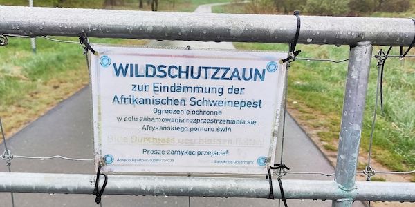 Afrikanische Schweinepest erreicht erstmals Nordrhein-Westfalen
