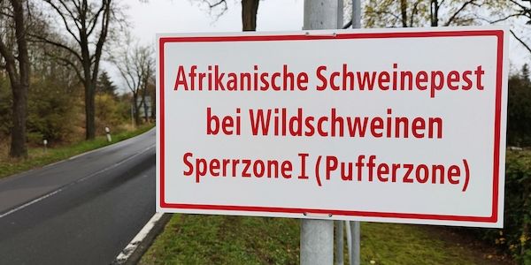 Weitere Schweinepest-Verdachtsfälle in NRW