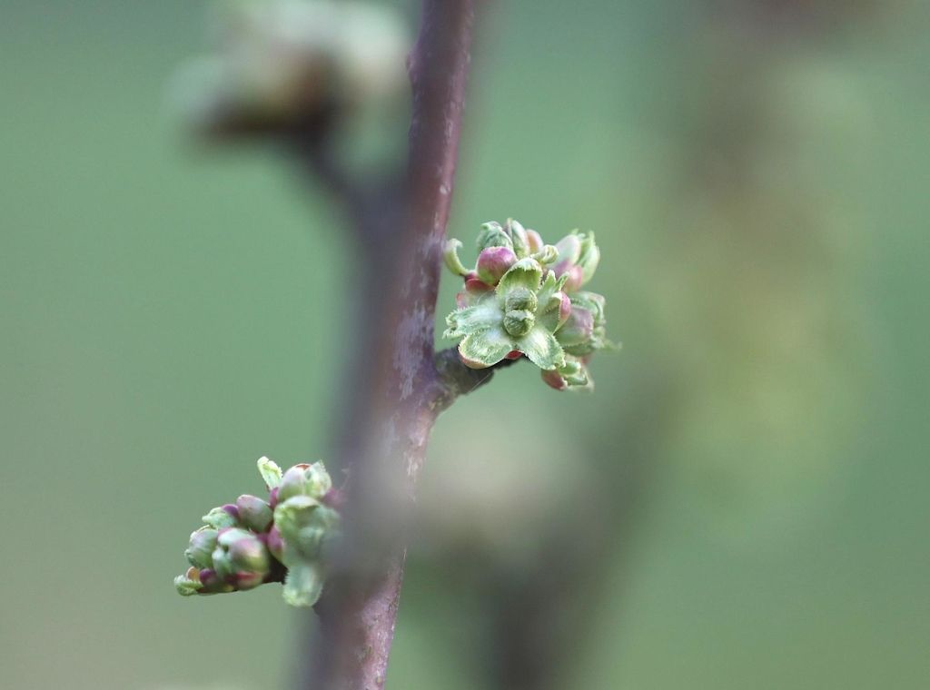 Obstbauern in NRW erwarten Rekordernte bei Süßkirschen