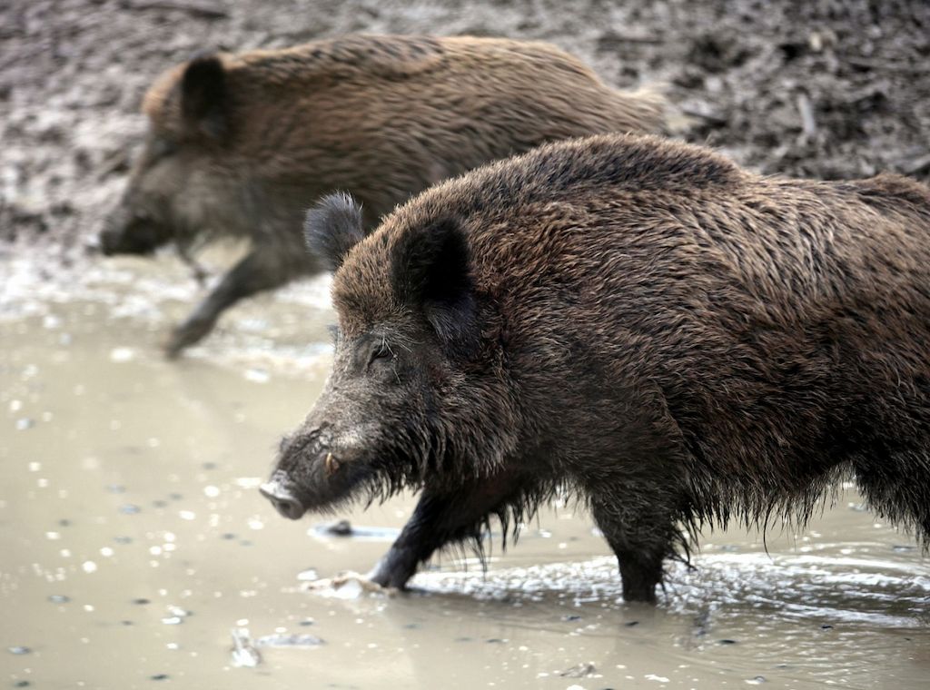 Verdacht auf Afrikanische Schweinepest in NRW