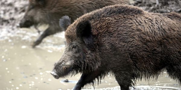 Verdacht auf Afrikanische Schweinepest in NRW