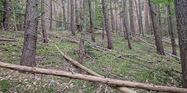 Feuerwehrverband warnt vor steigender Waldbrandgefahr