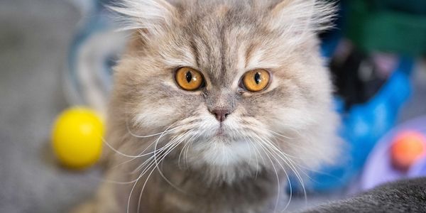 Berliner Tierheim hat dieses Jahr schon rund 1.460 Tiere aufgenommen