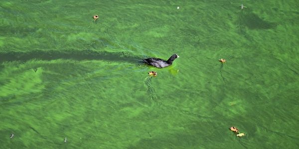 Hund gestorben - Warnung vor Blaualgen am Tegeler See