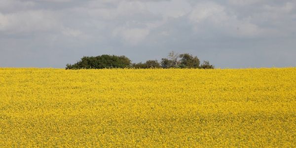30. Brandenburger Landpartie soll Einblicke in die Landwirtschaft geben