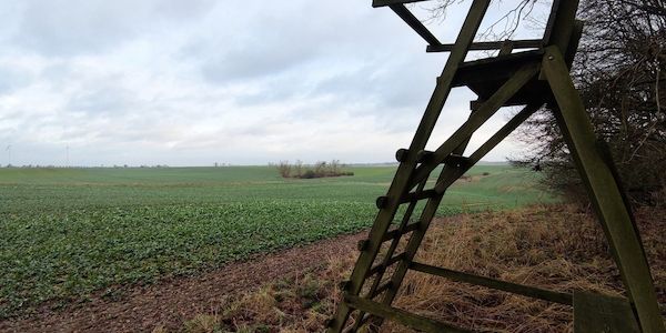 Brandenburg plant schnelle Aufnahme des Wolfs ins Jagdrecht