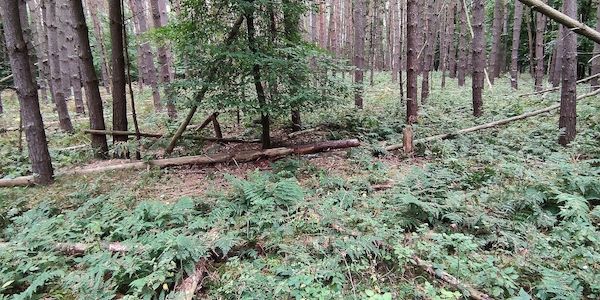 Brandenburg ruft zur Hirschkäfer-Zählung auf