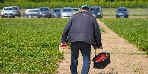 Erdbeer-Selbstpflücke startet holprig in Brandenburg