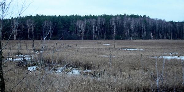 Festival zeigt Ausstellungen zu Käferholz und Mooren