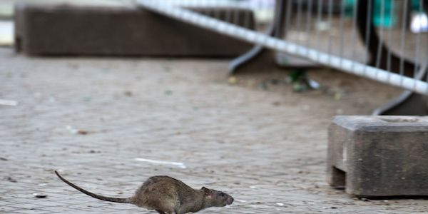 Starke Rattenplage auf Neuköllner Hermannplatz - Maßnahmen erlassen!
