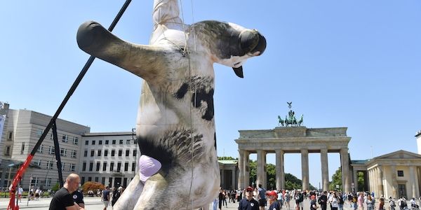 Tierschutzaktivisten hängen Kuh-Attrappe vor dem Brandenburger Tor auf