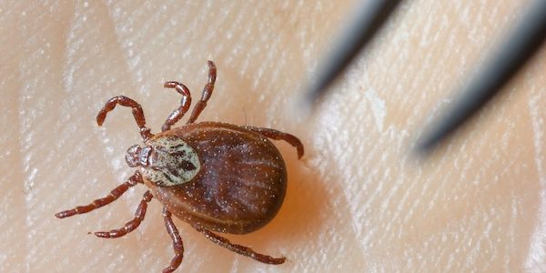 Zeckensaison: Mehr Borreliose-Fälle in Berlin als früher