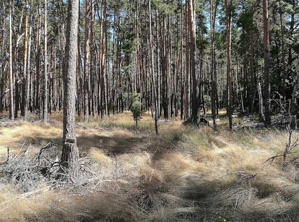 Studie: Dürrejahre verwandeln Kiefernwald in CO2-Quelle