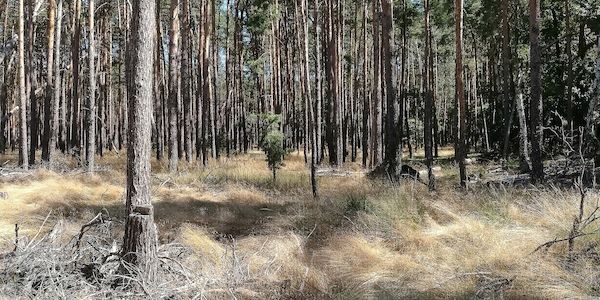 Studie: Dürrejahre verwandeln Kiefernwald in CO2-Quelle