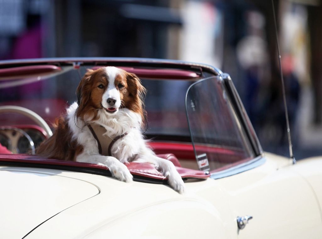 Tierschutzbeauftragte will private Hundezucht regulieren
