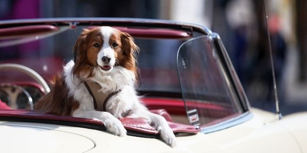Tierschutzbeauftragte will private Hundezucht regulieren