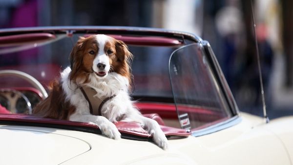 Tierschutzbeauftragte will private Hundezucht regulieren