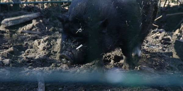 Zahl der schweinehaltenden Betriebe geht weiter zurück