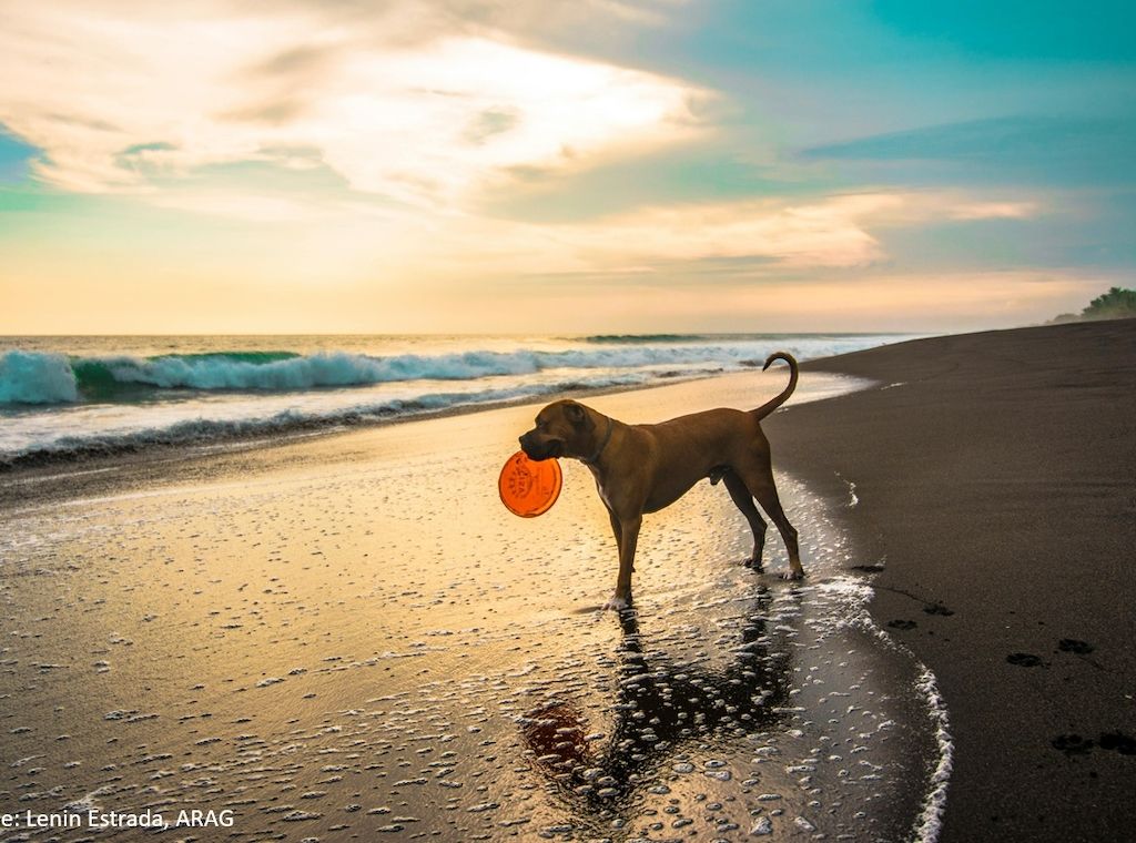  Wer seinen Hund mit auf Reisen nehmen möchte, muss einiges beachten