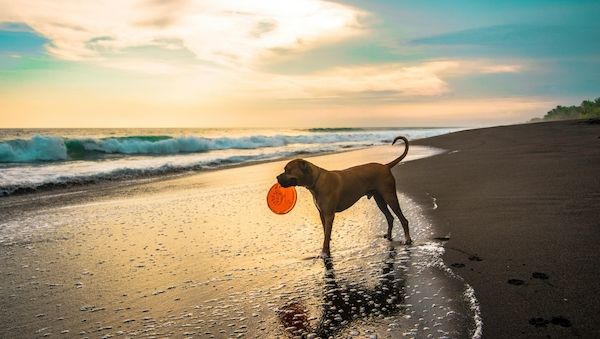  Wer seinen Hund mit auf Reisen nehmen möchte, muss einiges beachten