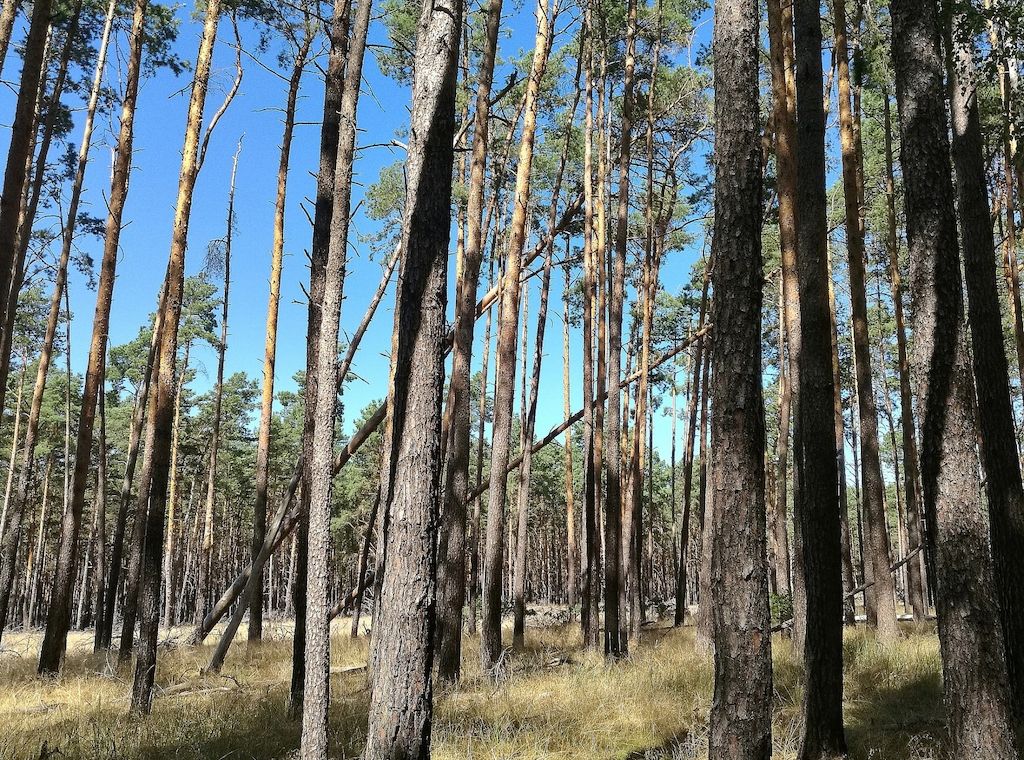NRW will 5.000 Hektar Wildnisgebiete ausweisen