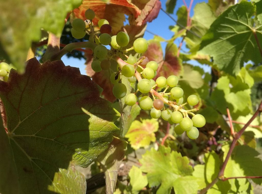 Winzer befürchten erheblichen Rückgang des Steillagenweinbaus