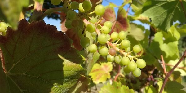 Winzer befürchten erheblichen Rückgang des Steillagenweinbaus
