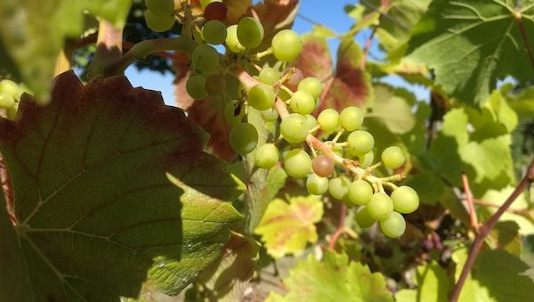 Winzer befürchten erheblichen Rückgang des Steillagenweinbaus