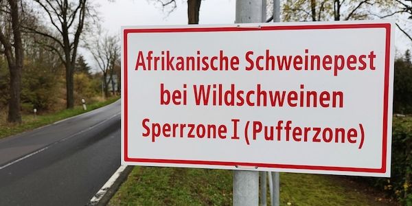 Afrikanische Schweinepest: Neue Sperrzonen in NRW-Kreisen eingerichtet