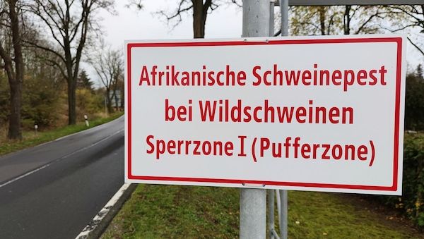 Afrikanische Schweinepest: Neue Sperrzonen in NRW-Kreisen eingerichtet