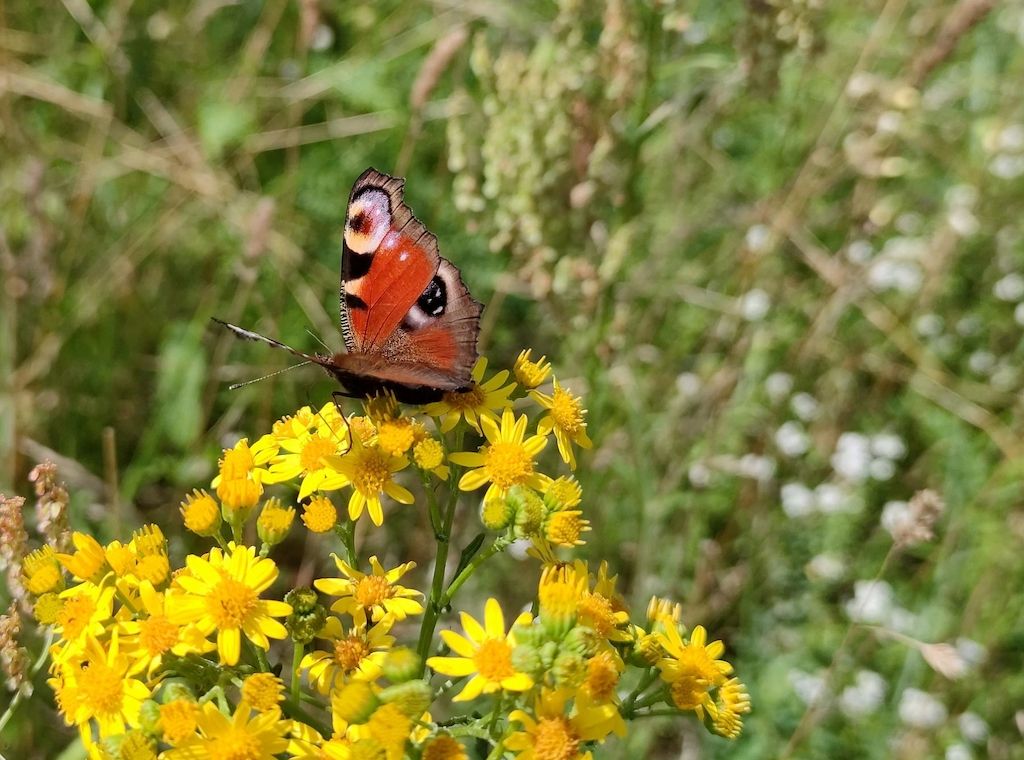 Düsseldorf beschließt Biodiversitätskonzept 2030