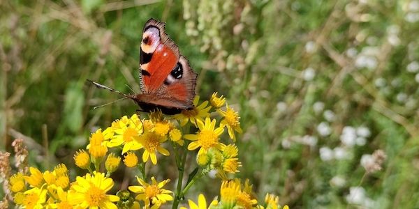 Düsseldorf beschließt Biodiversitätskonzept 2030