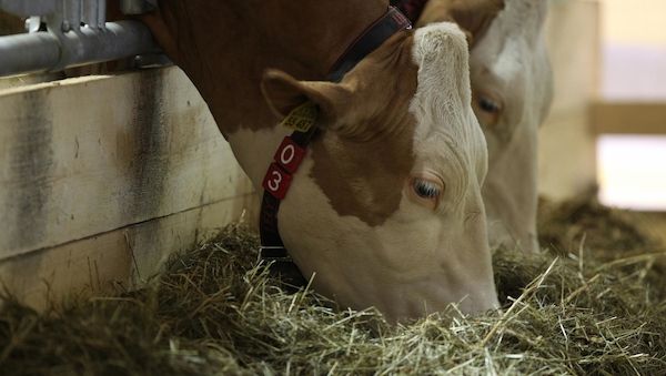 Brandenburger Betriebe können Entschädigung für Maul- und Klauenseuche beantragen