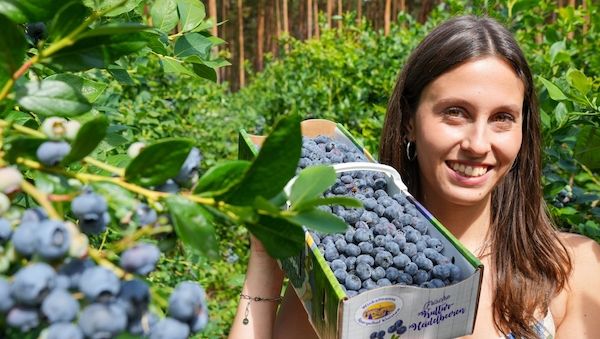 Heidelbeer-Saison in Brandenburg gestartet