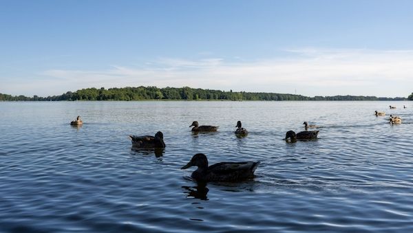 Gute Wasserqualität zum Baden in Brandenburg - mit Ausnahmen