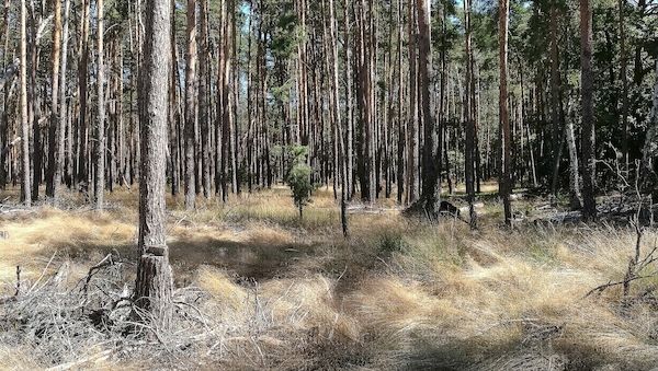 Studie: Dürrejahre verwandeln Kiefernwald in CO2-Quelle