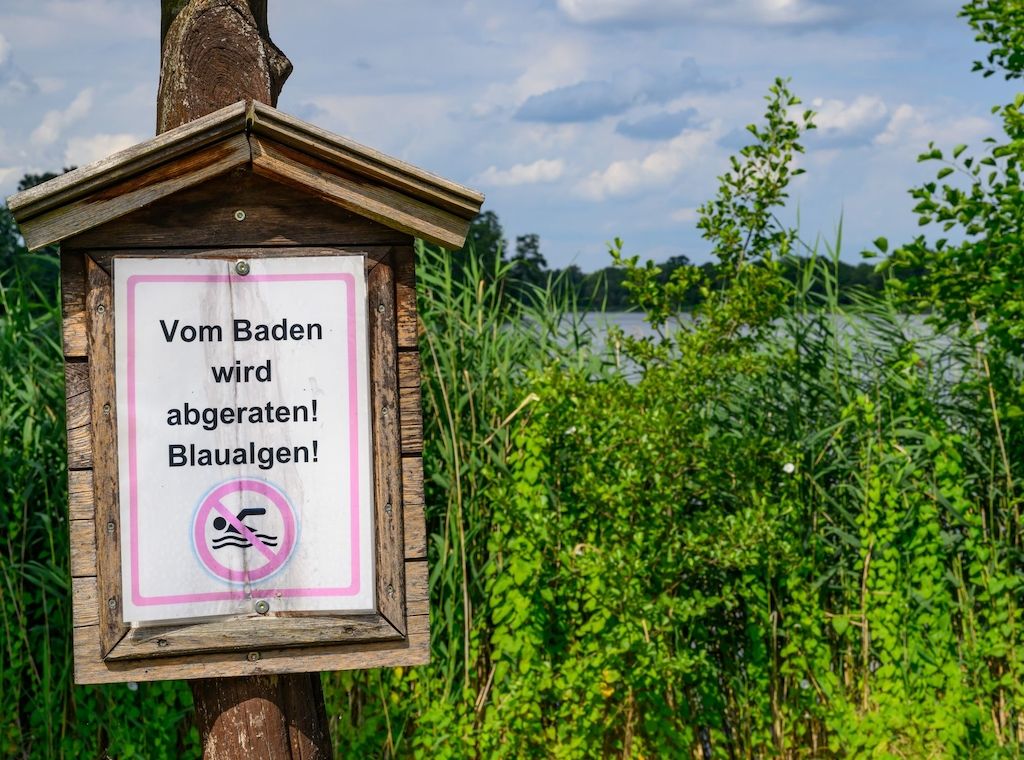 Blaualgen in Branitzer und Madlower See nachgewiesen